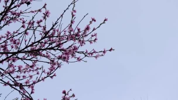 Perzik tak met bloemen in de lente bloei met kopieerruimte of plaats voor tekst — Stockvideo