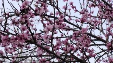Şeftali ağacında harika bir pembe çiçek. Güzel doğa arkaplanı