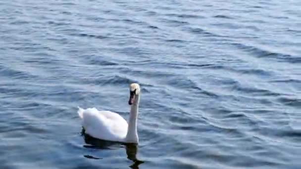 Nuoto del cigno bianco sul lago. Primo piano bellissimo uccello che nuota sull'acqua allo stagno — Video Stock