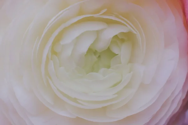 İnanılmaz narin çiçek. Beyaz Ranunculus, Arkaplan