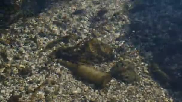 Nehrin dibindeki cam şişe kirliliği ve denizdeki veya göldeki diğer plastik döküntüler. Güzel Ekoloji Kavramı Arkaplanı — Stok video