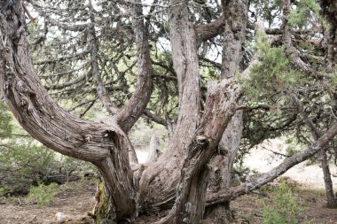 Eski ağaç görüntü