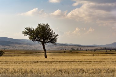 Yolun arkasında yalnız ağaç.