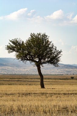 Yolun arkasında yalnız ağaç.