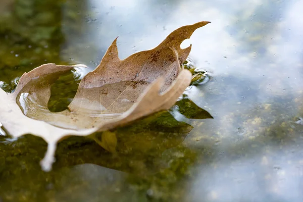 秋天的叶子在水中铺设 — 图库照片