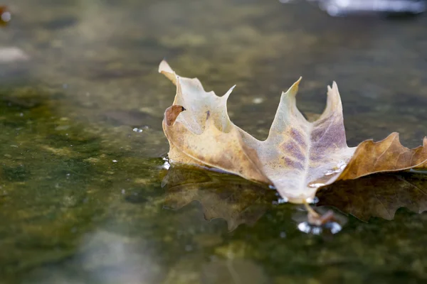 가 잎 물에 누워 — 스톡 사진