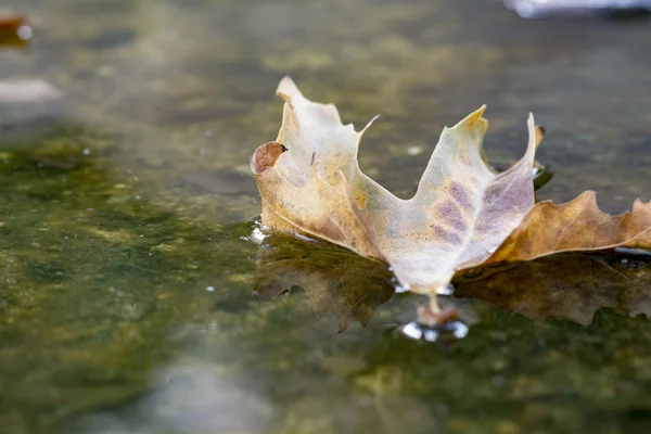 가 잎 물에 누워 — 스톡 사진