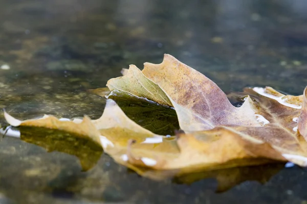 Hoja de otoño puesta en el agua — Foto de Stock