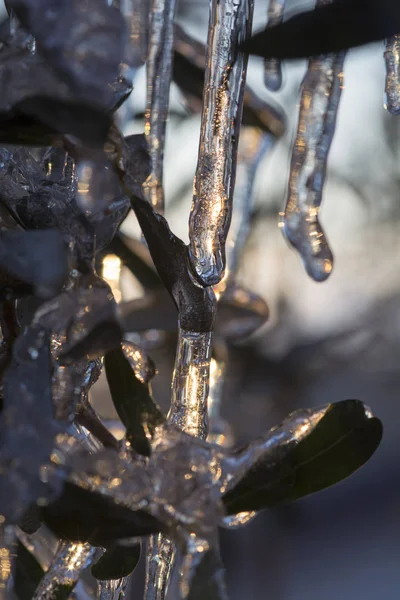 Iced Tree Branches — Stock Photo, Image