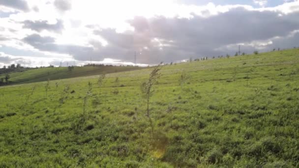Ветер качает маленькое дерево в поле на фоне неба — стоковое видео