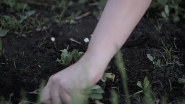 Žena si rostlina květy v přední zahradě. Detail rukou a květina — Stock video