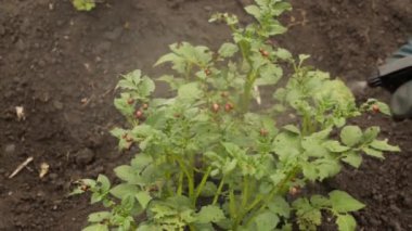 Colorado patates yaprak üzerinde oturan, larva böcekleri. Böcekler karşı bitkilerin püskürtme