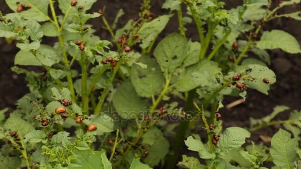 Colorado escarabajos sus larvas sentadas sobre la hoja de patata — Vídeos de Stock