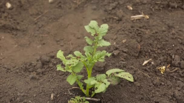 Κολοράντο σκαθάρια οι προνύμφες συνεδρίαση σχετικά με τα φύλλα της πατάτας. Ο ψεκασμός των φυτών κατά εντόμων — Αρχείο Βίντεο