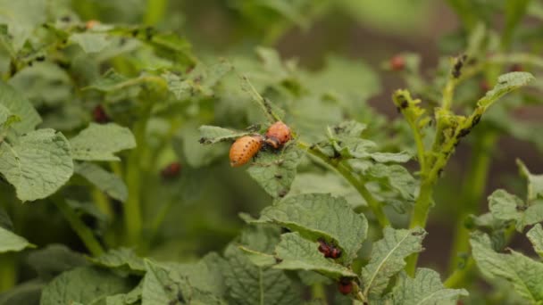 Colorado besouros suas larvas sentado na folha de batata — Vídeo de Stock