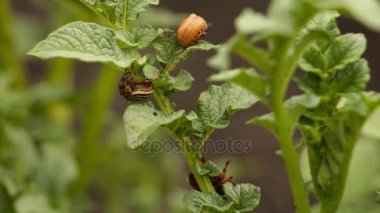 Colorado patates yaprak üzerinde oturan, larva böcekleri