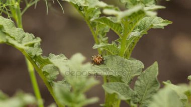 Colorado patates yaprak üzerinde oturan, larva böcekleri