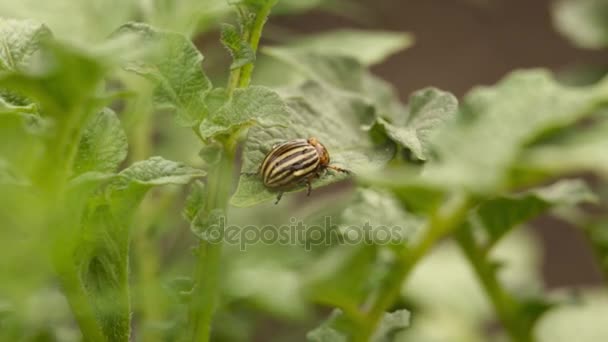 Колорадо beetles свої личинки, сидячи на лист картоплі — стокове відео