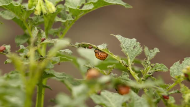 Колорадо жуки его личинки сидят на листе картофеля — стоковое видео