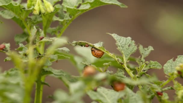 Колорадо beetles свої личинки, сидячи на лист картоплі — стокове відео