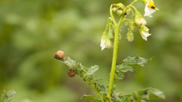 Colorado escarabajos sus larvas sentadas sobre la hoja de patata — Vídeos de Stock