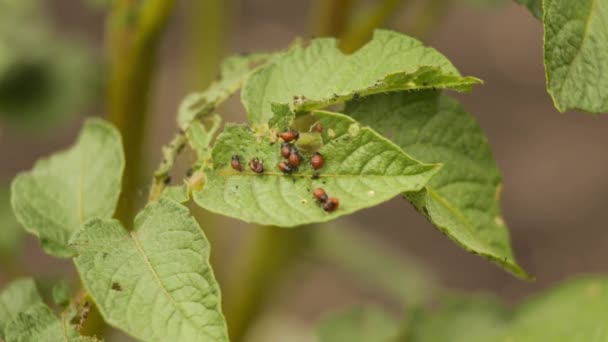 Колорадо жуки его личинки сидят на листе картофеля — стоковое видео