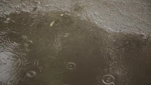 Gouttes de pluie dans la flaque d'eau de la route sur un asphalte — Video