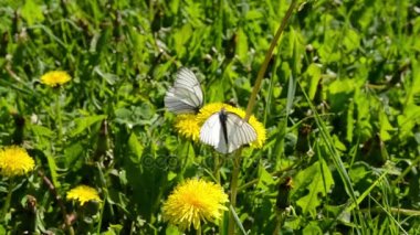 Beyaz lahana kelebek, Beyaz lahana veya lahana güve bir çiçek. Pieris brassicae
