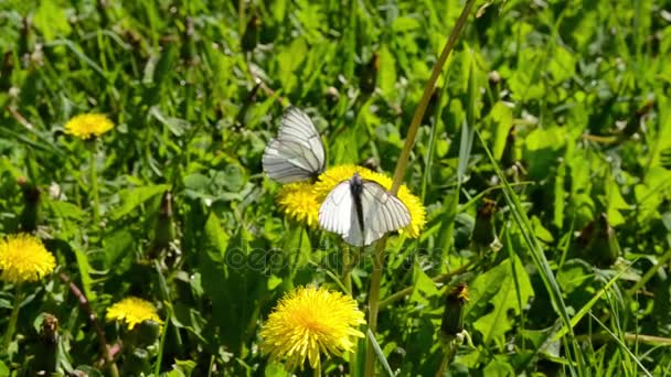 Weißkohl-Schmetterling, Kohlweißling oder Kohlmotte auf einer Blume. pieris brassicae — Stockvideo