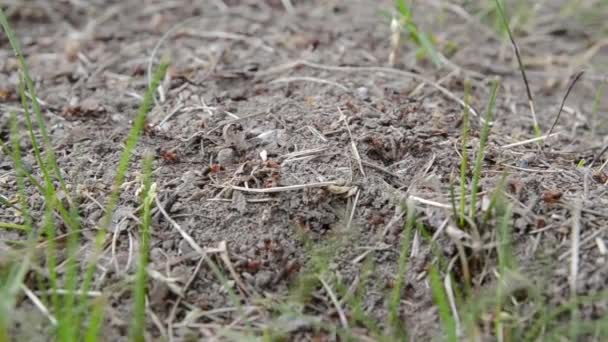 Ants crawling in an anthill over a light wood texture — Stock Video