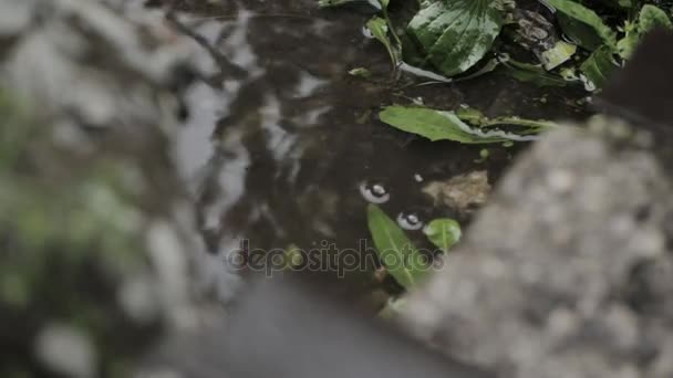 Droppar faller på en vattenpöl efter regn, blad speglar gröna — Stockvideo