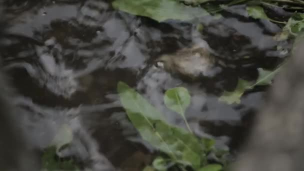 Druppels na regen te vallen op een plas, bladeren reflectie groene — Stockvideo