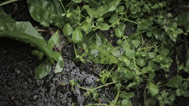 Капли падают на лужу после дождя, отражение зеленых листьев — стоковое видео