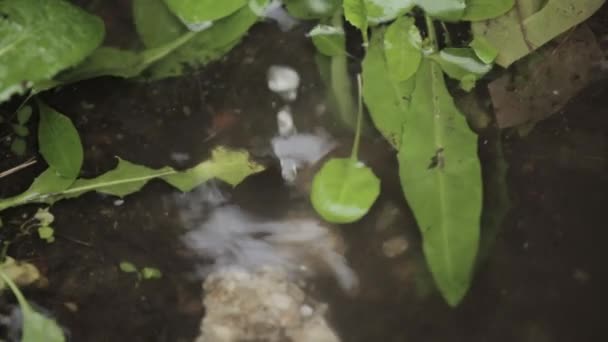 Tropfen fallen auf eine Pfütze nach Regen, Reflexion grüne Blätter — Stockvideo