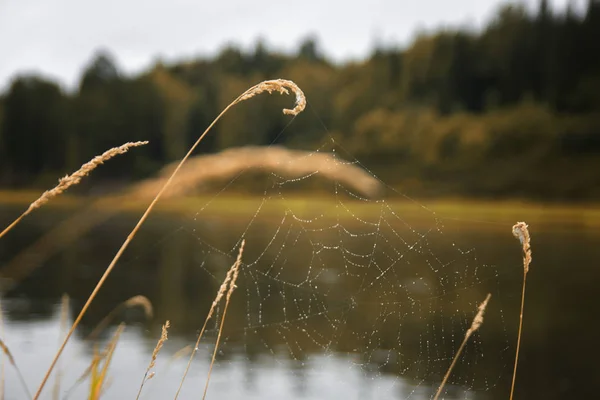 Павутиння на стеблі трави на річку тла — стокове фото
