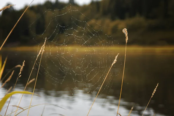 Pókháló egy száron a fű a háttérben folyó — Stock Fotó