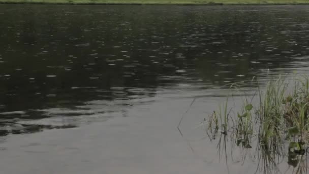 Gotas de lluvia en aguas tranquilas del río — Vídeos de Stock