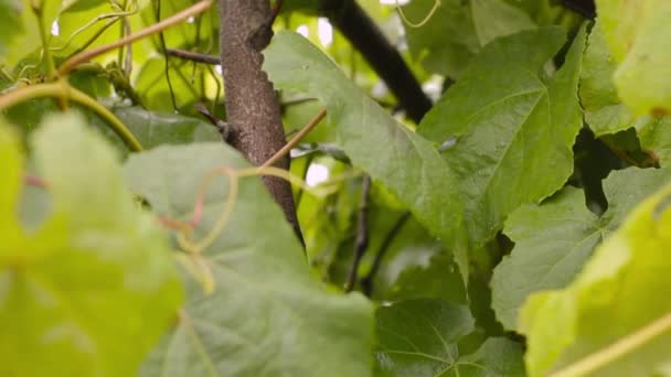 Junge Weinreben grüne Blätter im Wind an einem regnerischen Tag — Stockvideo
