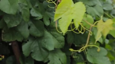 Genç üzüm asma yeşil rüzgarda yağmurlu bir günde bırakır.