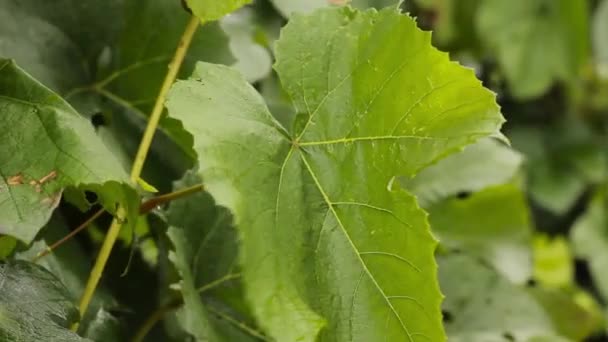 Jonge wijnstok groene bladeren in de wind op een regenachtige dag — Stockvideo