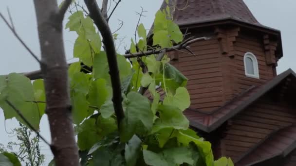 Vinha de uva jovem folhas verdes no vento em um dia chuvoso e cúpula da igreja em um fundo — Vídeo de Stock