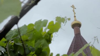 Bir yağmurlu bir gün ve bir arka plan üzerinde Kilise kubbe rüzgarda genç üzüm asma yeşil yaprakları