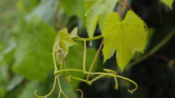 Giovane vite foglie verdi nel vento in una giornata piovosa — Video Stock