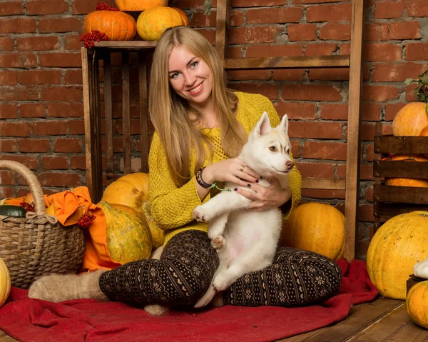 Heureuse belle femme avec chiot husky avec récolte d'automne sur un fond de mur de briques — Photo