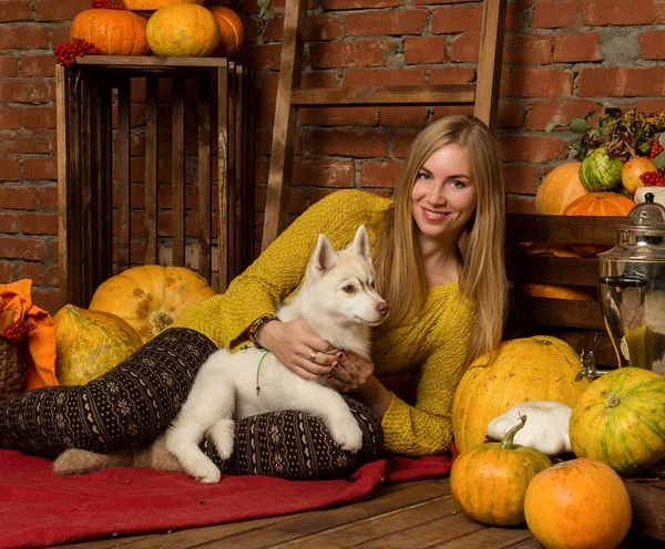 Heureuse belle femme avec chiot husky avec récolte d'automne sur un fond de mur de briques — Photo