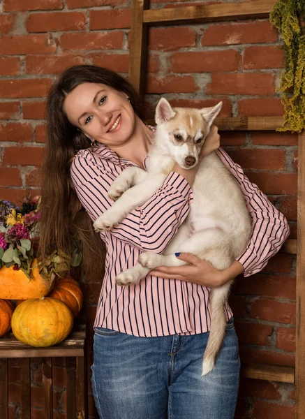 bir tuğla duvar arka planda sonbaharda hasat ile husky köpek yavrusu ile mutlu güzel kadın