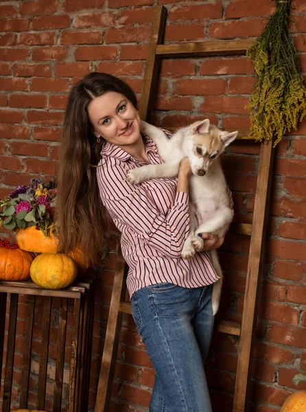 Bir tuğla duvar arka planda sonbaharda hasat ile husky köpek yavrusu ile mutlu güzel kadın — Stok fotoğraf