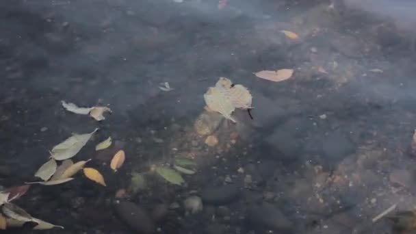 Skräp på stranden av sjön, vattenföroreningar — Stockvideo
