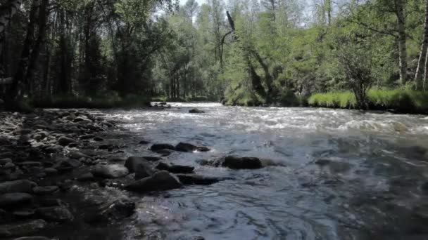 Pequeño río de montaña y árboles en una orilla — Vídeo de stock