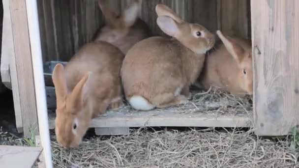 Gran conejo rojo en una pequeña granja — Vídeos de Stock